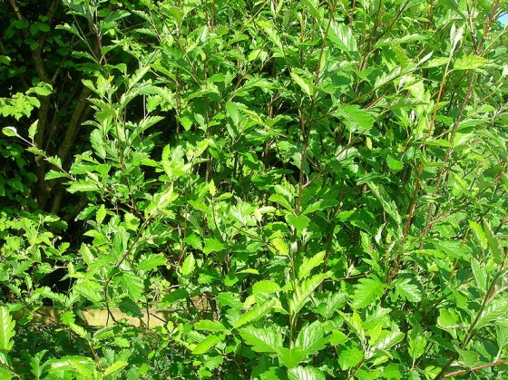 Sorbus_pseudofennica