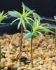 Xanthocyparis seedlings