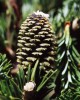 Abies fraseri