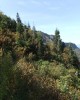 Betula megrelica on Mt Migaria