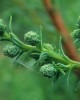Fitzroya cupressoides