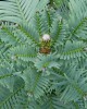Foliage