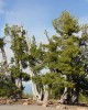 Whitebark pine