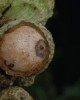 lithocarpus orbicarpus - credit joeri strijk