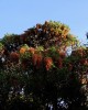Hagenia_abyssinica
