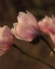 IMG_1233