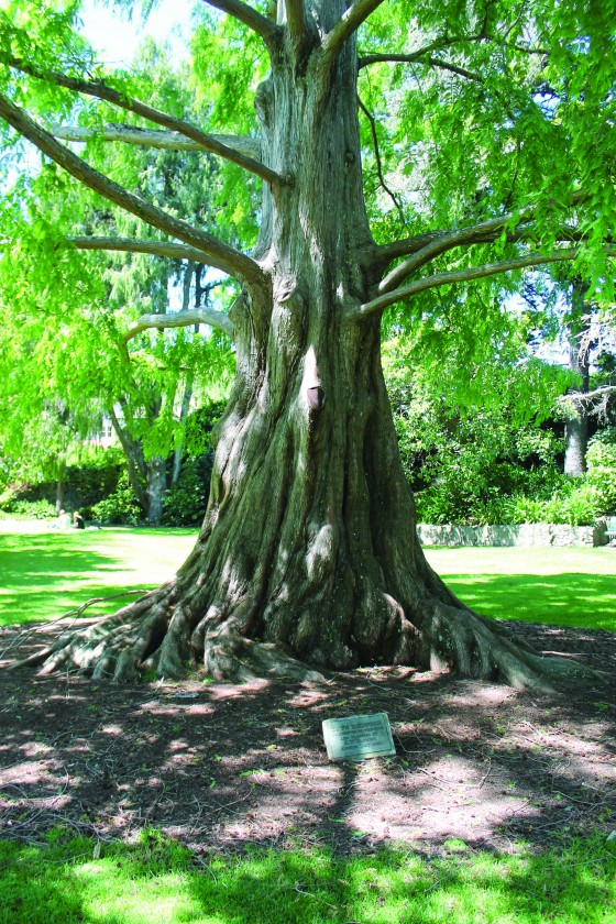 Metasequoia glyptostroboides. Endangered. Reported as held in 316 ex situ collections worldwide.