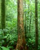 Picture of Staudtia pterocarpa (Image by Francisco Azevedo)
