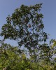 Vatica kanthanensis, FRI 48442 (3)
