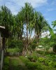 Pandanus thomensis by Ricardo Lima