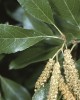 Picture of the leaves and fruiting body of Alnus maritima (public domain)