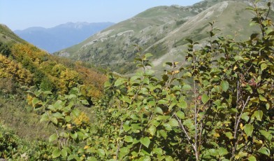 Betula medwediewii