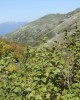 Betula medwediewii