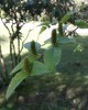 5 Betula chichibuensis_Critically Endangered