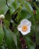 Franklinia alatamaha by Tony Kirkman
