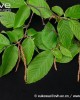 Ostrya rehderiana leaves and seeds
© xukexue@cvh.ac.cn / www.plantphoto.cn
PlantPhotoBank
http://www.plantphoto.cn