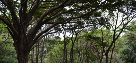 Wondo Genet College Arboretum