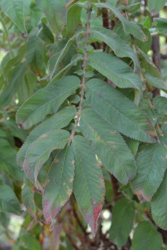 Leaves of Hagenia abyssinica, an extremely important tree species in Ethiopia, both economically and ecologically, and of serious conservation concern within the country.