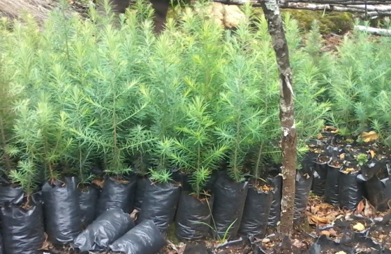 Mulanje Cedar seedlings