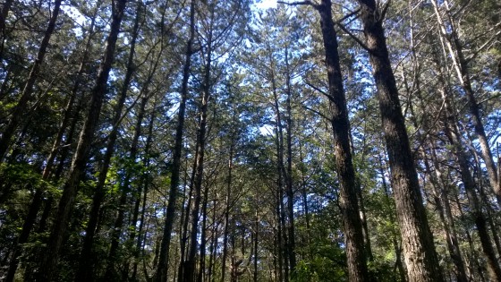 Mature stands of Mulanje Cedar on Zomba Plateau