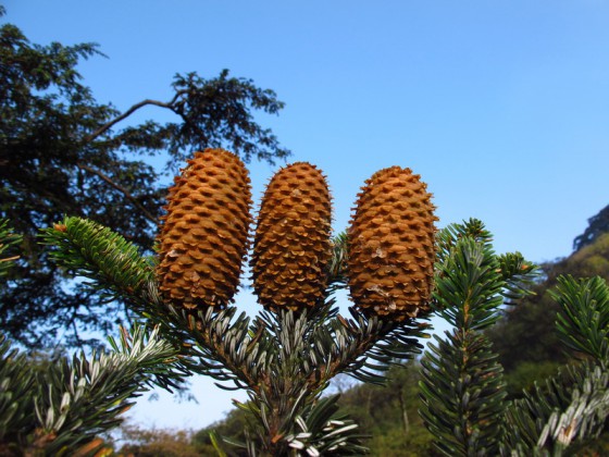 Fruits of A. yuanbaoshanensis