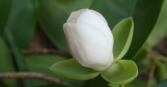 Magnolia cubensis ssp. acunae flower Credit - BGCI